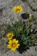 image of Arctotheca calendula