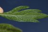 image of Artemisia douglasiana