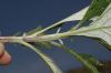 image of Artemisia douglasiana