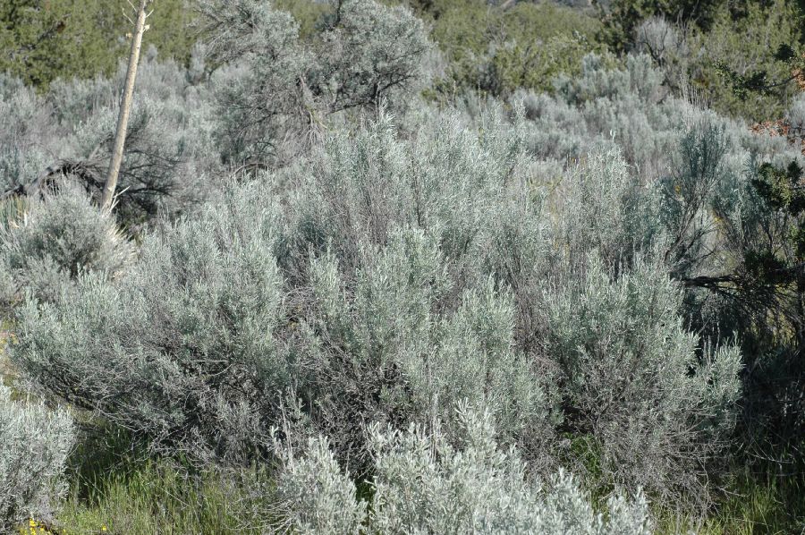 Asteraceae Artemisia tridentata