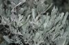 image of Artemisia tridentata