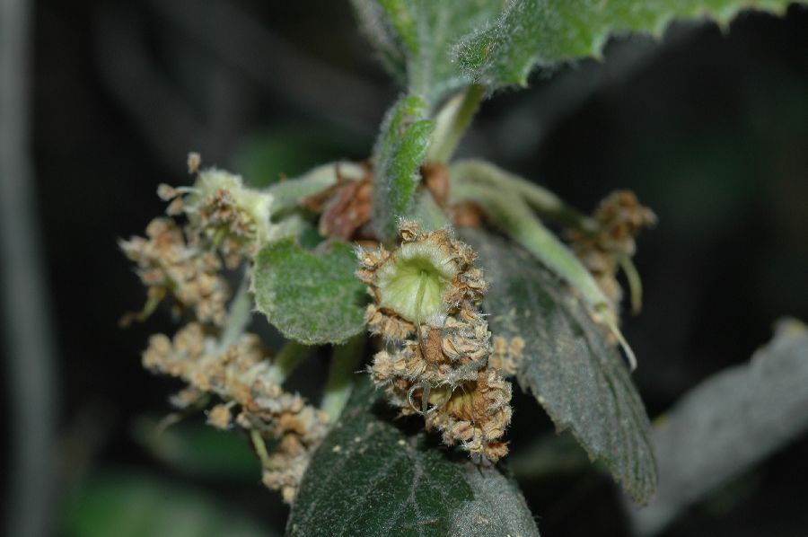 Rosaceae Cercocarpus betuloides