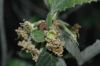 image of Cercocarpus betuloides