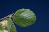 image of Cercocarpus betuloides