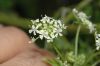 image of Conium maculatum