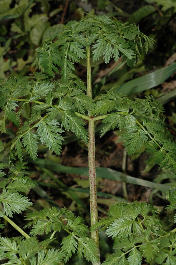 Apiaceae Conium maculatum