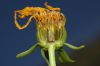image of Coreopsis gigantea