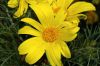 image of Coreopsis gigantea