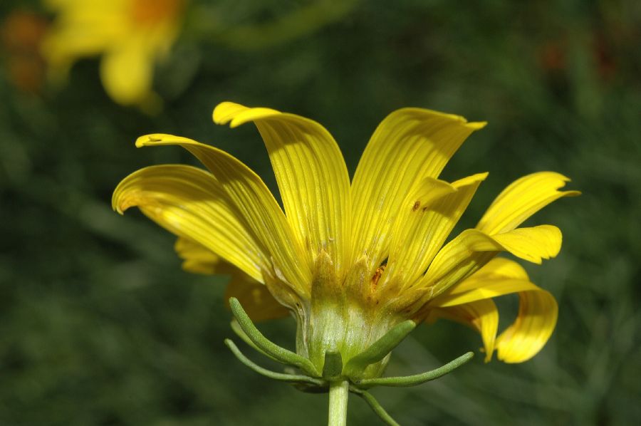 Asteraceae Coreopsis gigantea