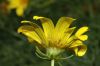 image of Coreopsis gigantea