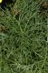 image of Coreopsis gigantea