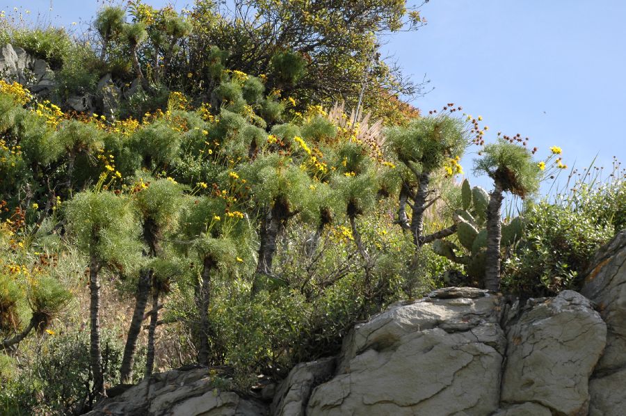 Asteraceae Coreopsis gigantea