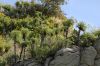 image of Coreopsis gigantea