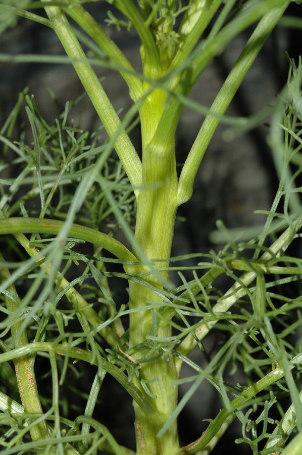 Asteraceae Coreopsis gigantea