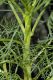 image of Coreopsis gigantea