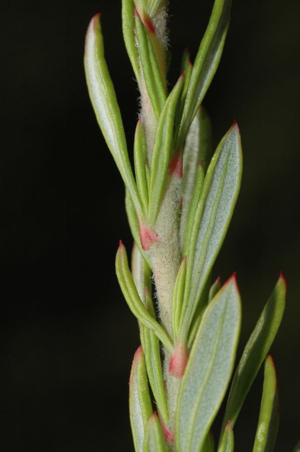 Polygonaceae Eriogonum fasciculatum