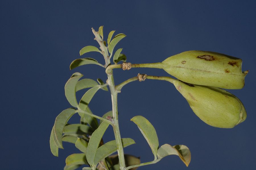 Cleomaceae Isomeris arborea