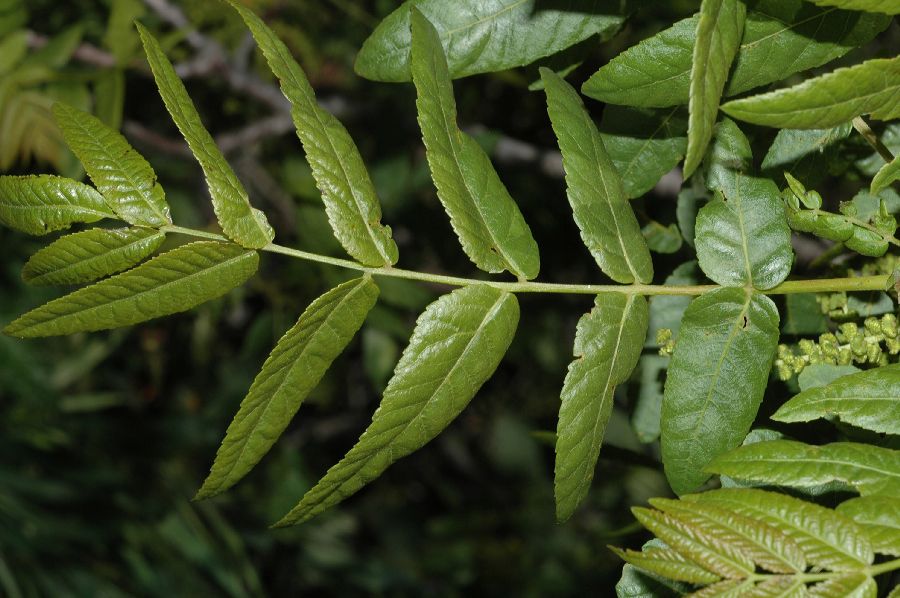 Juglandaceae Juglans californica