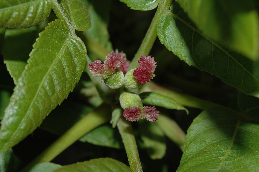 Juglandaceae Juglans californica