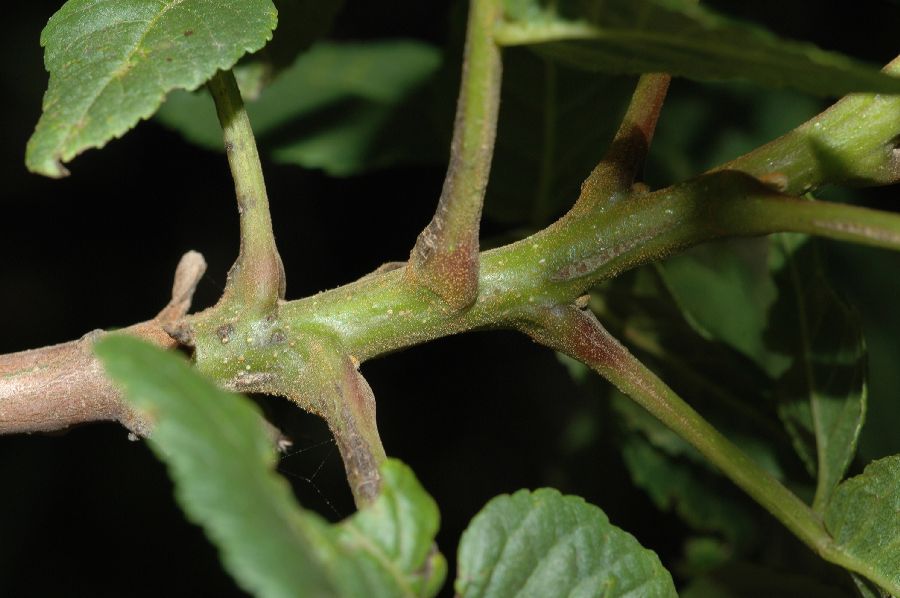 Juglandaceae Juglans californica
