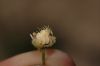 image of Potentilla glandulosa