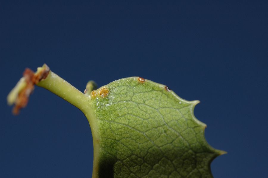 Rosaceae Prunus illicifolia