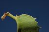 image of Prunus illicifolia