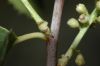 image of Prunus illicifolia