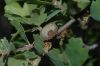 image of Quercus lobata