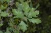 image of Quercus lobata