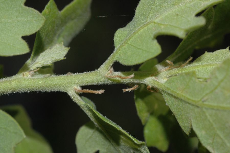 Fagaceae Quercus lobata