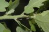 image of Quercus lobata