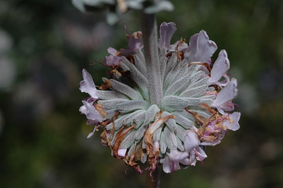 Lamiaceae Salvia apiana