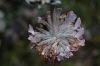 image of Salvia apiana