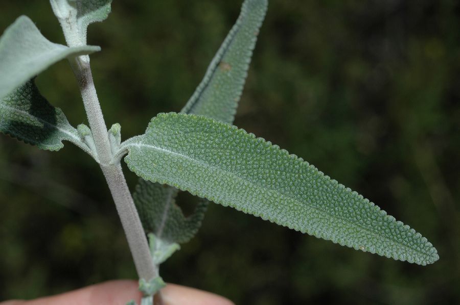Lamiaceae Salvia apiana