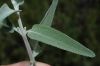 image of Salvia apiana