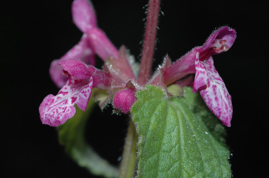 Lamiaceae Stachys bullata