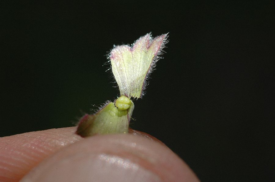 Lamiaceae Stachys bullata