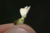 image of Stachys bullata