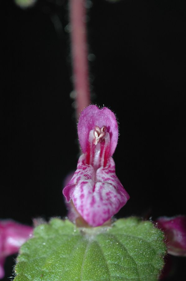 Lamiaceae Stachys bullata