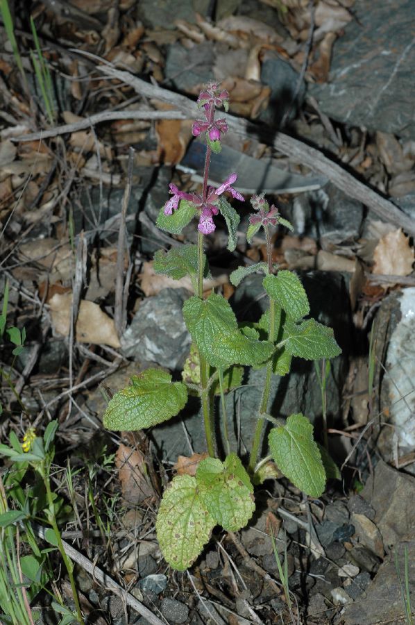 Lamiaceae Stachys bullata