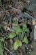 image of Stachys bullata
