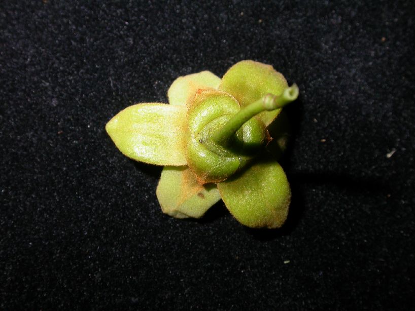 Annonaceae Guatteria diospyroides