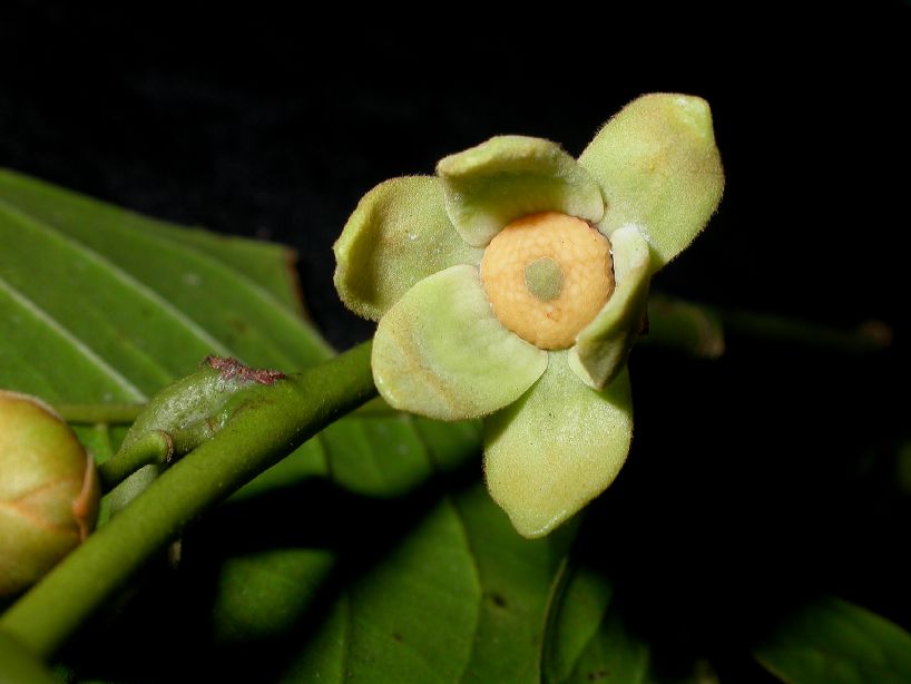 Annonaceae Guatteria diospyroides