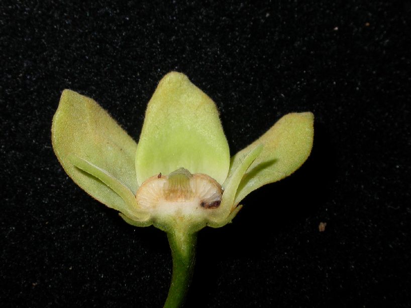 Annonaceae Guatteria diospyroides