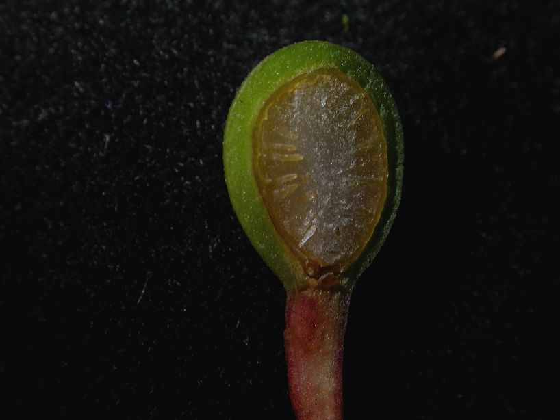 Annonaceae Guatteria diospyroides
