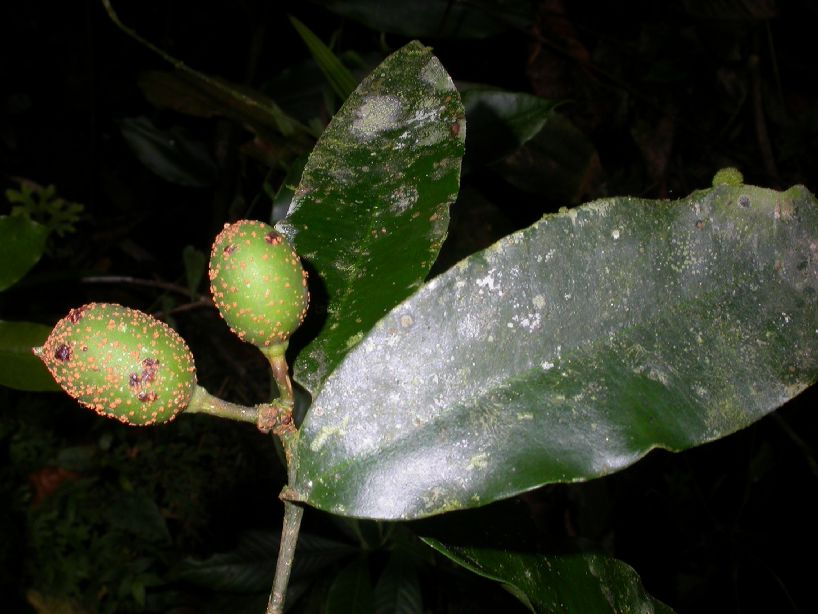 Clusiaceae Symphonia globulifera