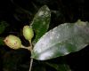 image of Symphonia globulifera
