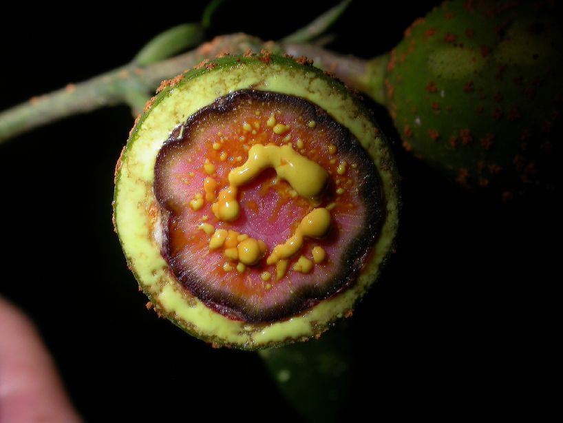 Clusiaceae Symphonia globulifera