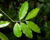 image of Symphonia globulifera
